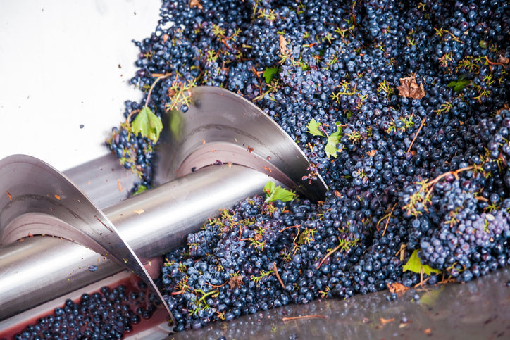 Fresh Grapes Being sent to the Crusher-Destemmer