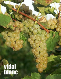 Local Vidal Fresh Juice sold per gallon (PICK UP ONLY)