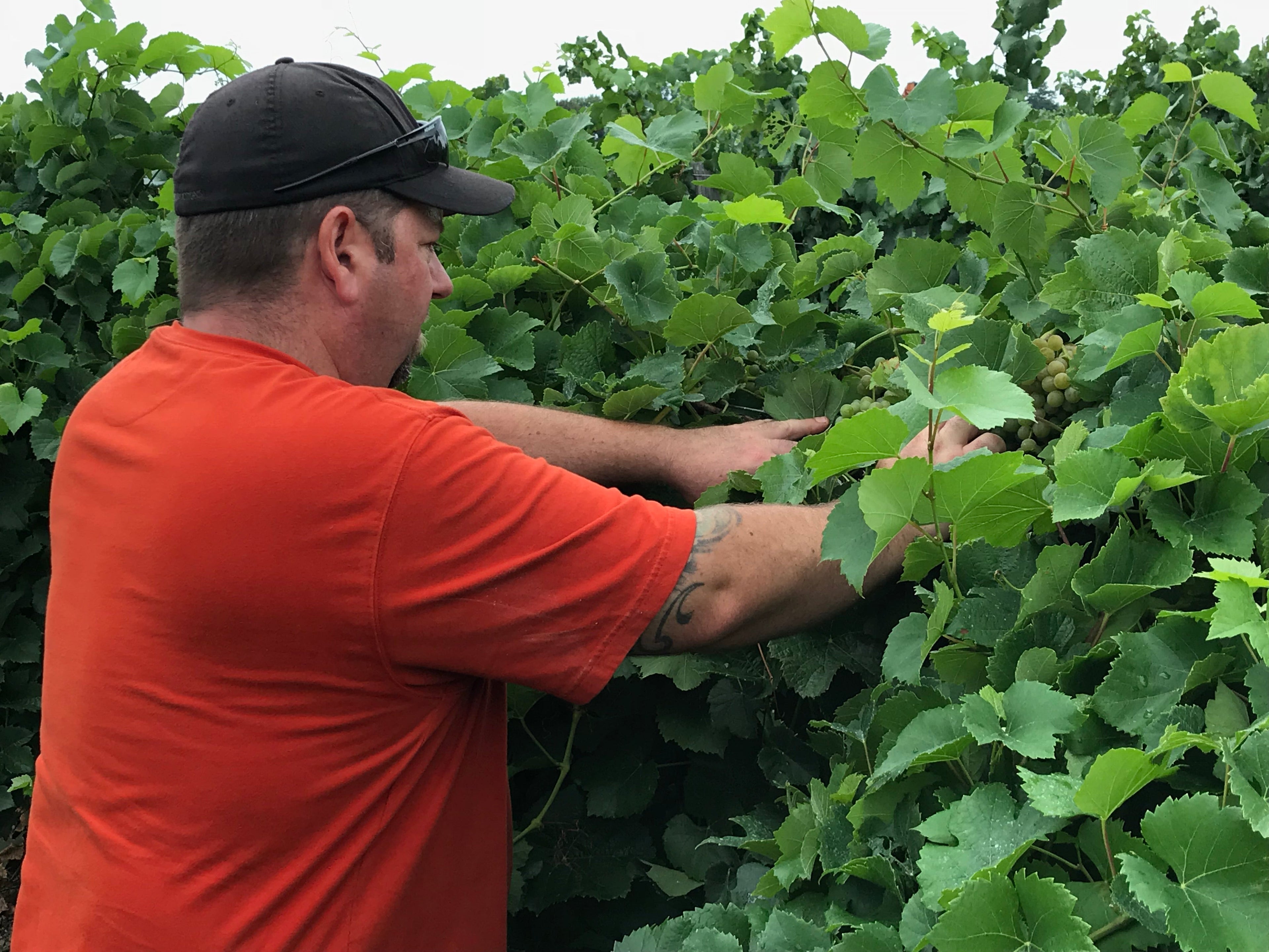 2025 Winemaker's Harvest Report
