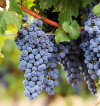 Cabernet Sauvignon grapes on the vine