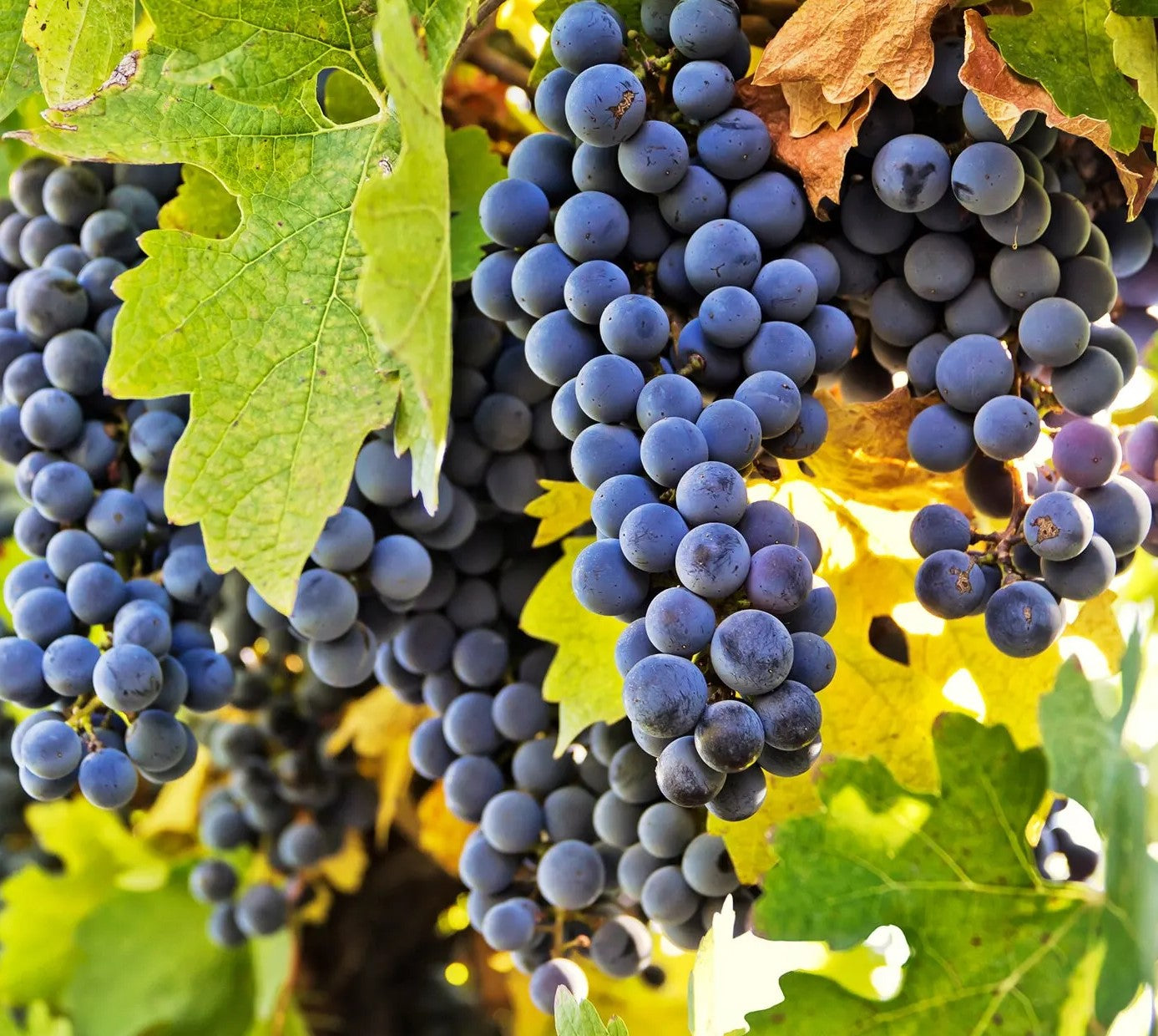 Carmenere grapes on the vine
