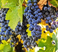 Carmenere grapes on the vine