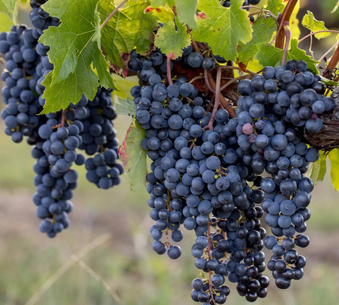 Cabernet Franc grapes on the vine