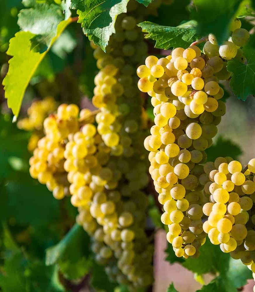 Chardonnay grapes on the vine