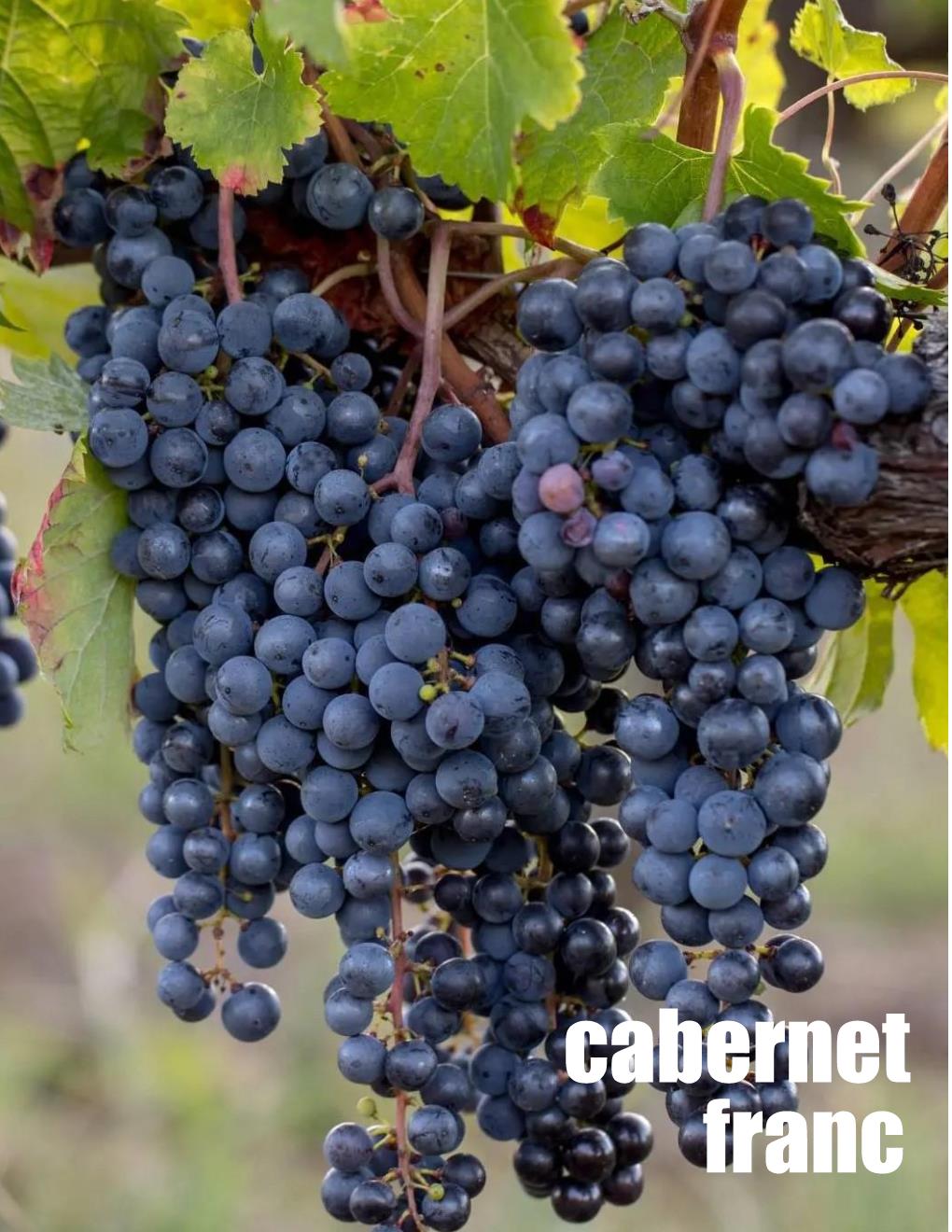 Local Cabernet Franc Young Wine sold per gallon (PICK UP ONLY)