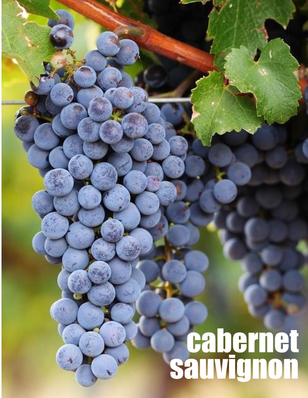 Local Cabernet Sauvignon Young Wine sold per gallon (PICK UP ONLY)