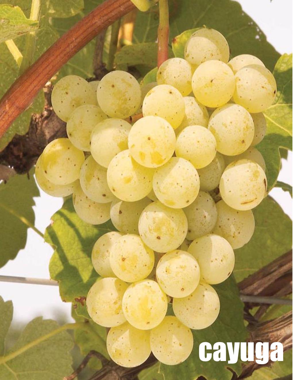 Presque Isle Wine Cellars Local Lake Erie Cayuga Grapes; Bunch of Cayuga grapes on a vine with green leaves.