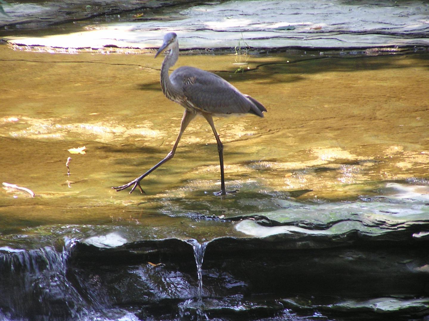 Presque Isle Wine Cellars Great Blue Heron fishing in Twelve-Mile Creek at our winery