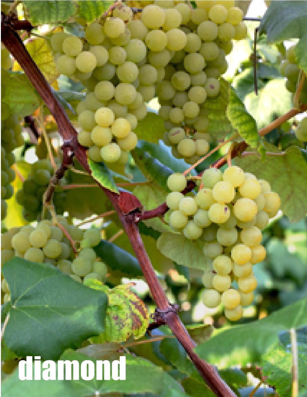 Local Diamond Young Wine sold per gallon (PICK UP ONLY)