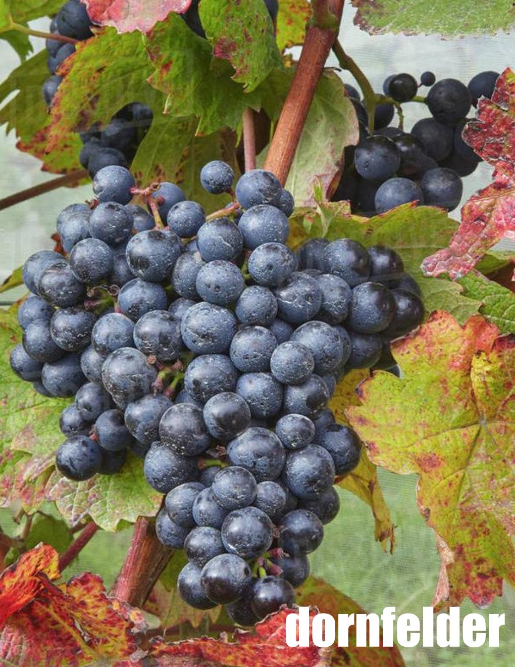 Local Dornfelder Young Wine sold per gallon (PICK UP ONLY)