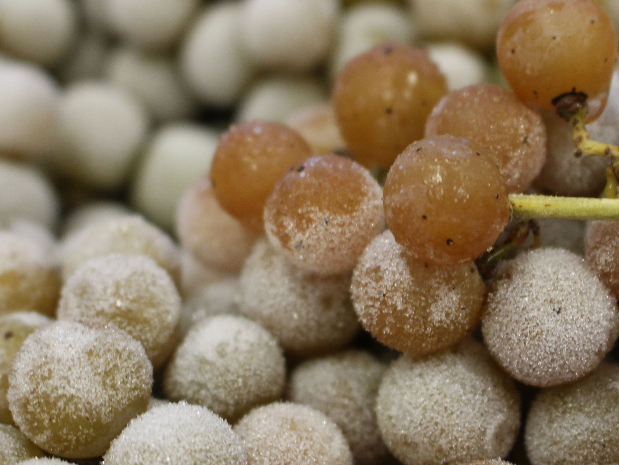 Presque Isle Wine Cellars Frozen Vidal Blanc Grapes for Ice Wine