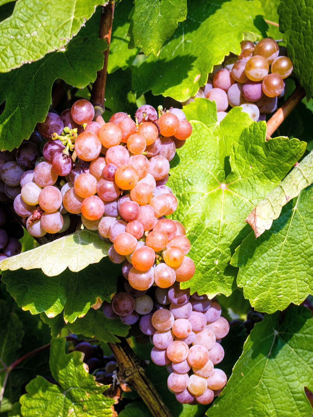 Gewurztraminer grapes on the vine