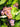 Gewurztraminer grapes on the vine