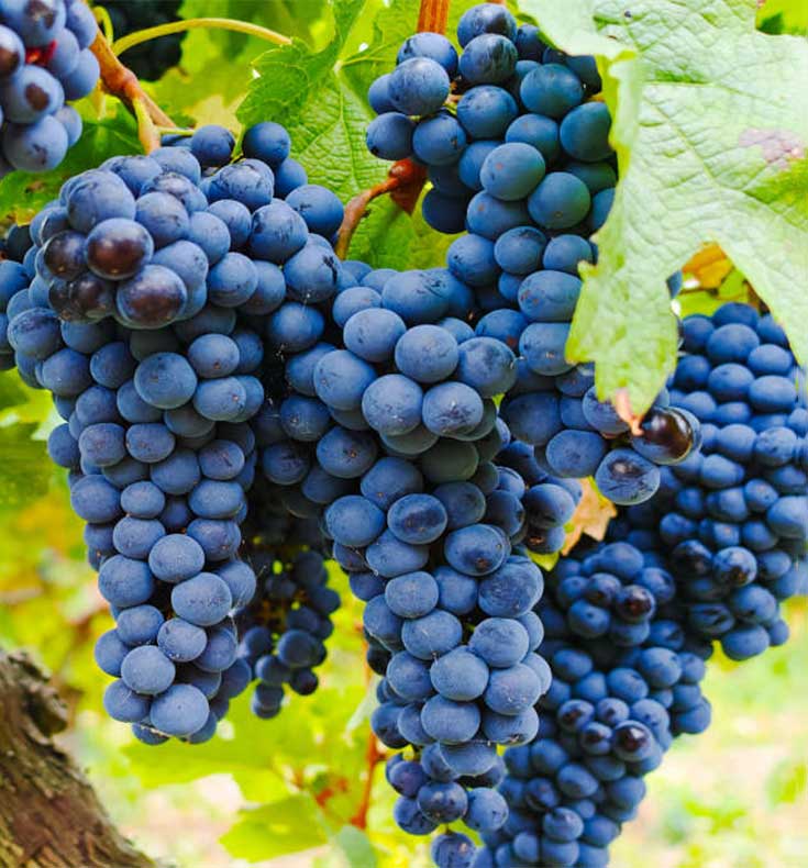 Grenache grapes on the vine