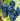 Grenache grapes on the vine