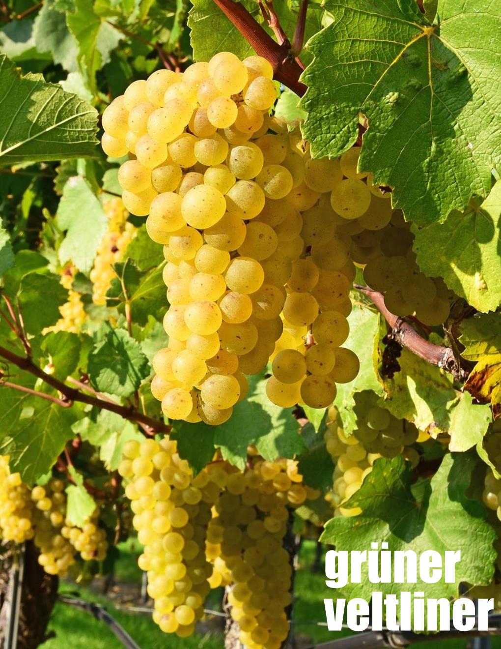 Local Gruner-Veltliner Young Wine sold per gallon (PICK UP ONLY)