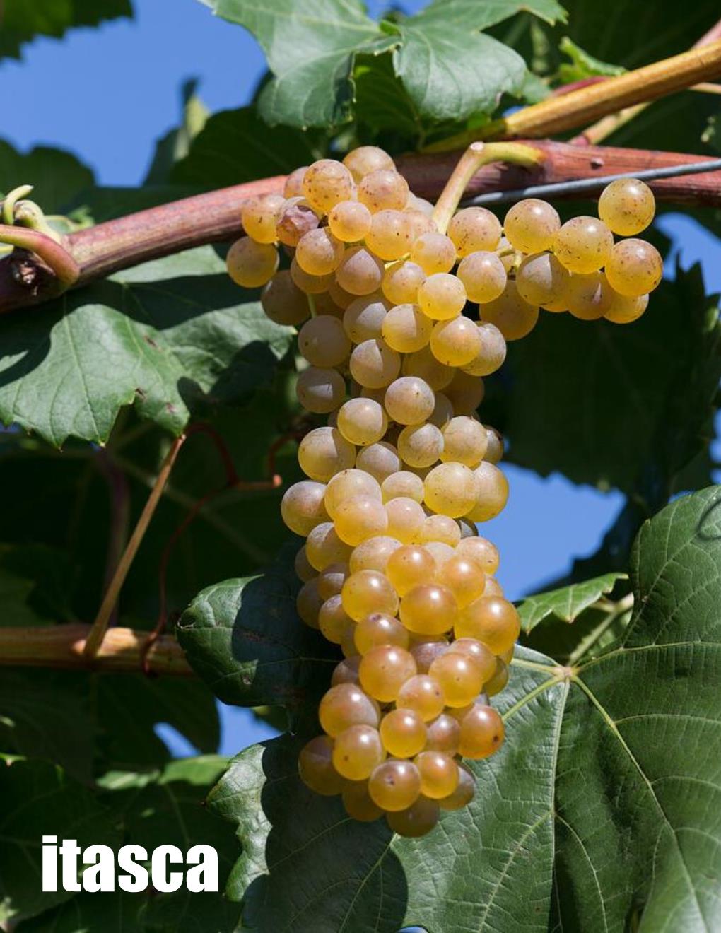 Local Itasca Young Wine sold per gallon (PICK UP ONLY)