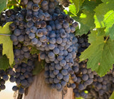 Malbec grapes on the vine