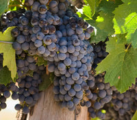 Malbec grapes on the vine