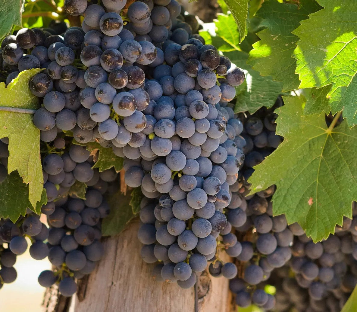 Malbec grapes on the vine