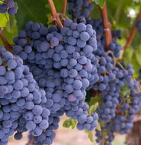 Merlot grapes on the vine