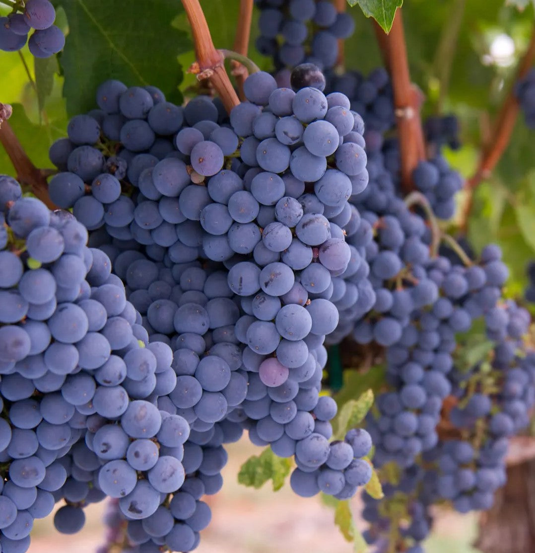 Merlot grapes on the vine