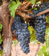 Montepulciano grapes on the vine