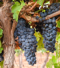 Montepulciano grapes on the vine