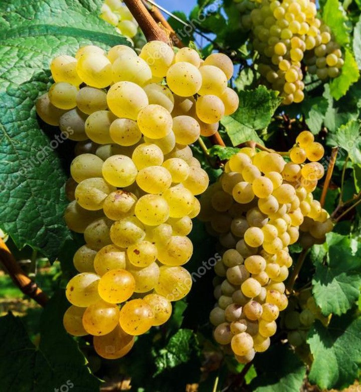 Moscato grapes on the vine