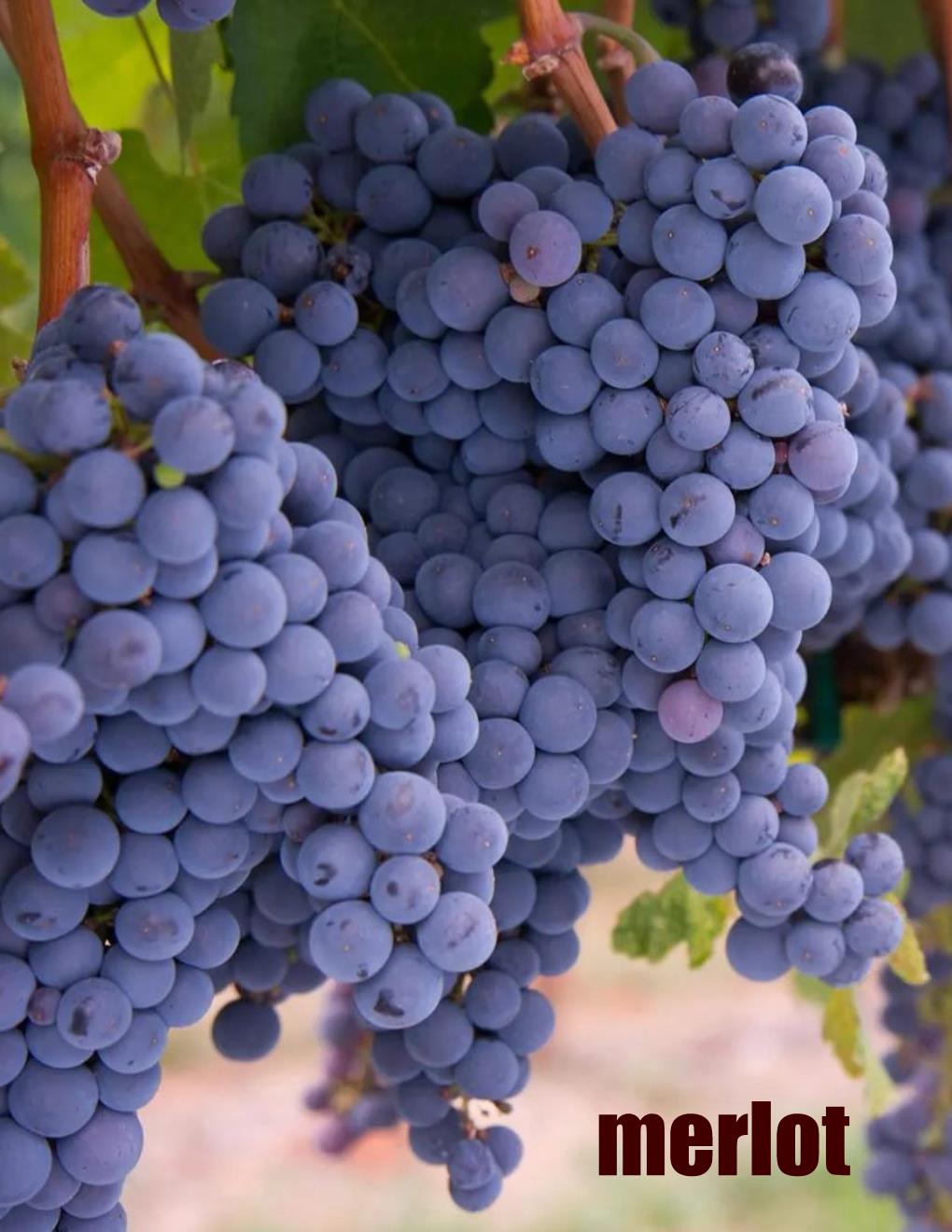 Local Merlot Young Wine sold per gallon (PICK UP ONLY)