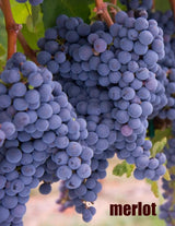 Local Merlot Young Wine sold per gallon (PICK UP ONLY)