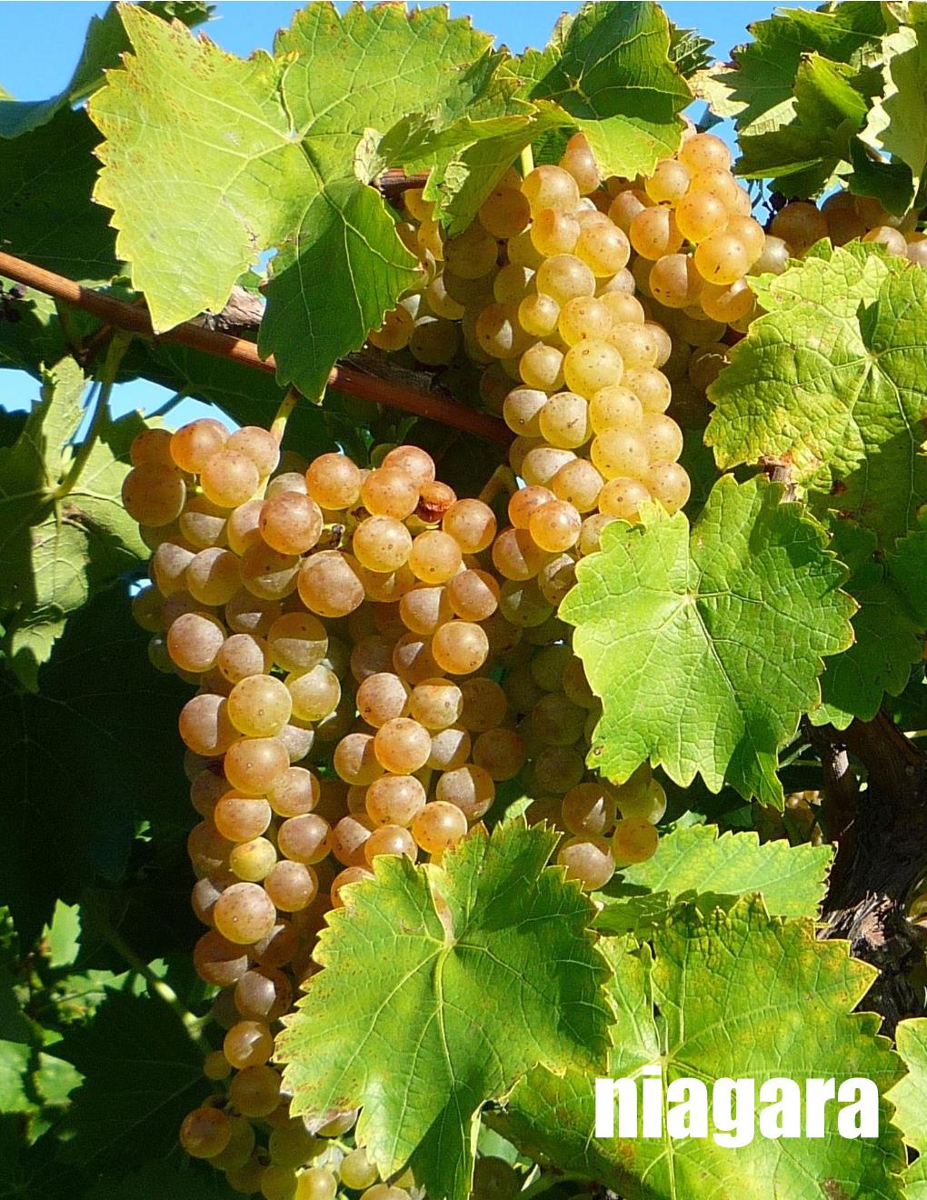 Local Niagara Young Wine sold per gallon (PICK UP ONLY)