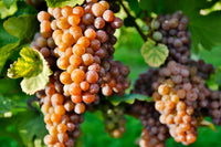 Pinot Grigio grapes on the vine