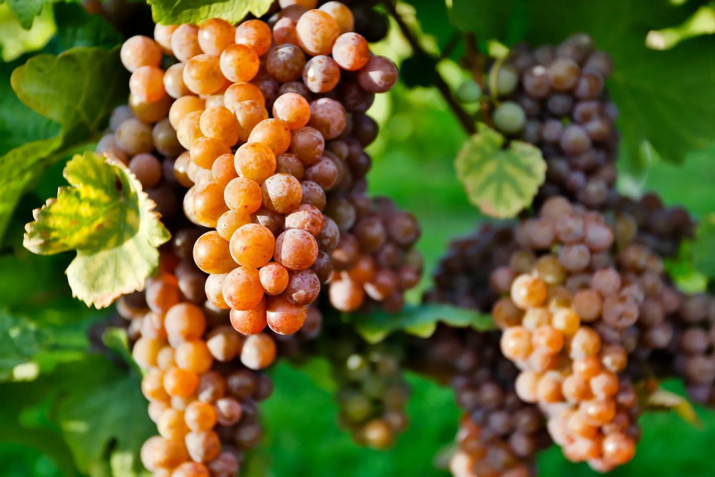 Pinot Grigio grapes on the vine