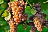 Pinot Grigio grapes on the vine