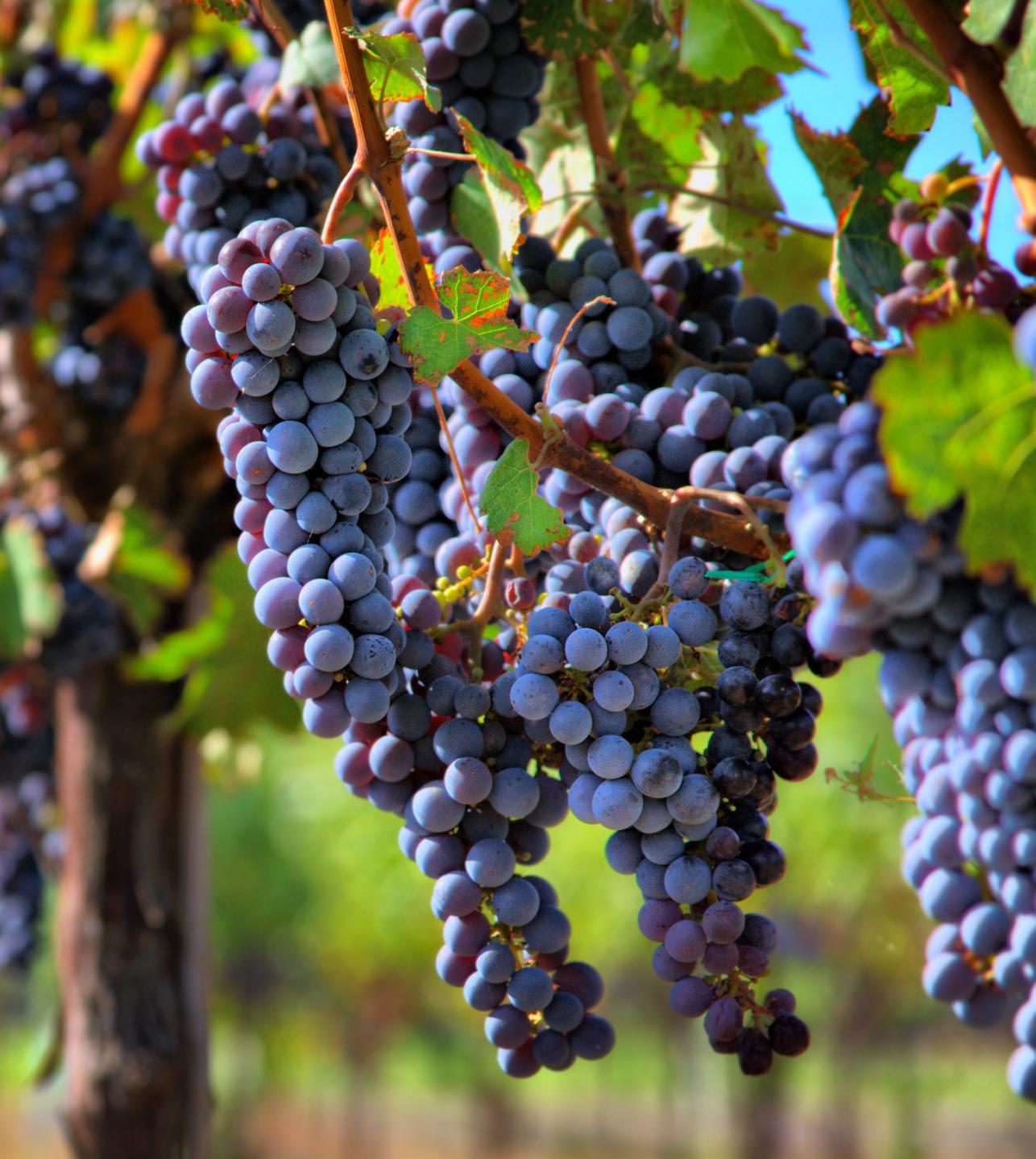 Pinot Noir grapes on the vine