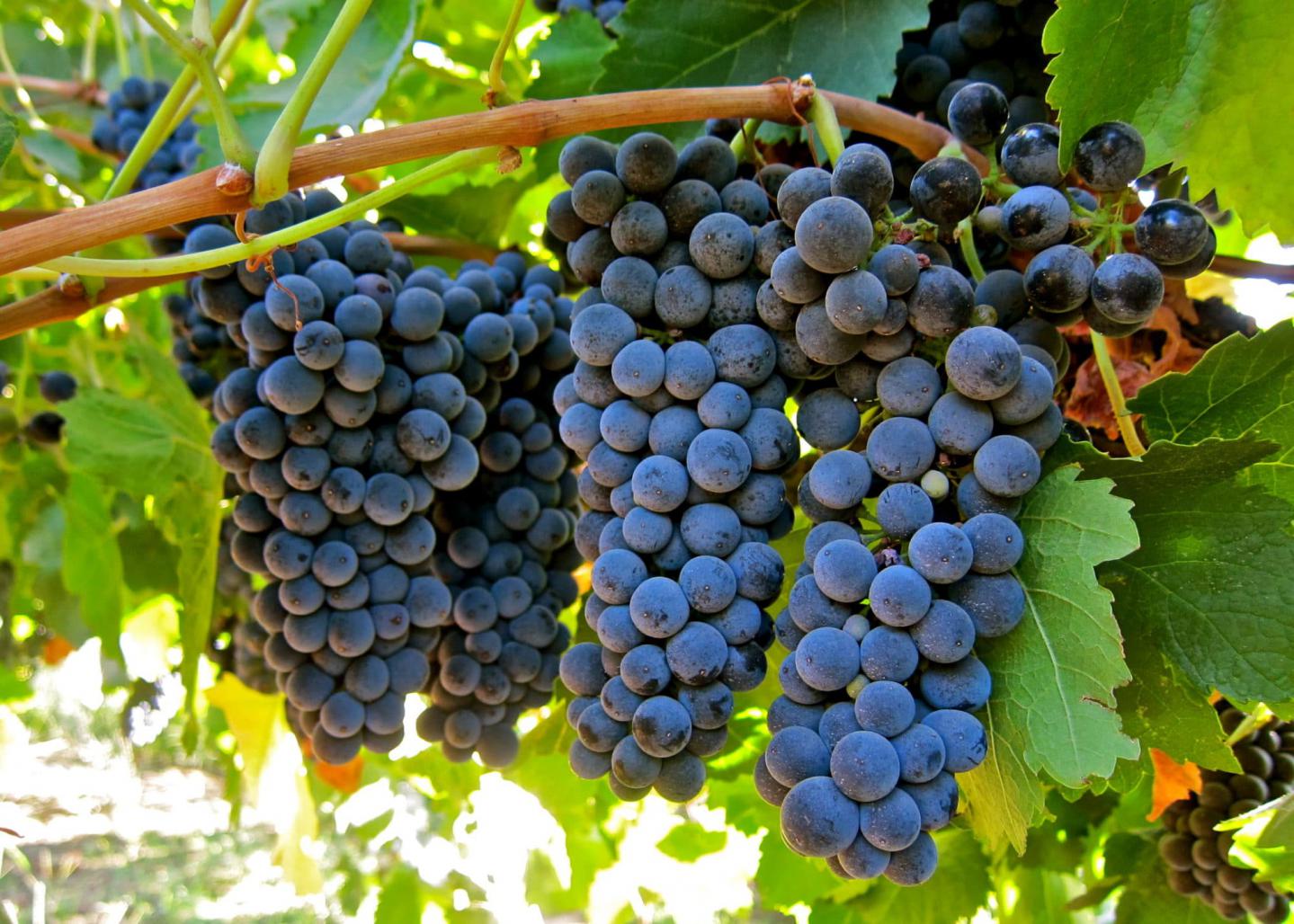 Petit Syrah grapes on the vine