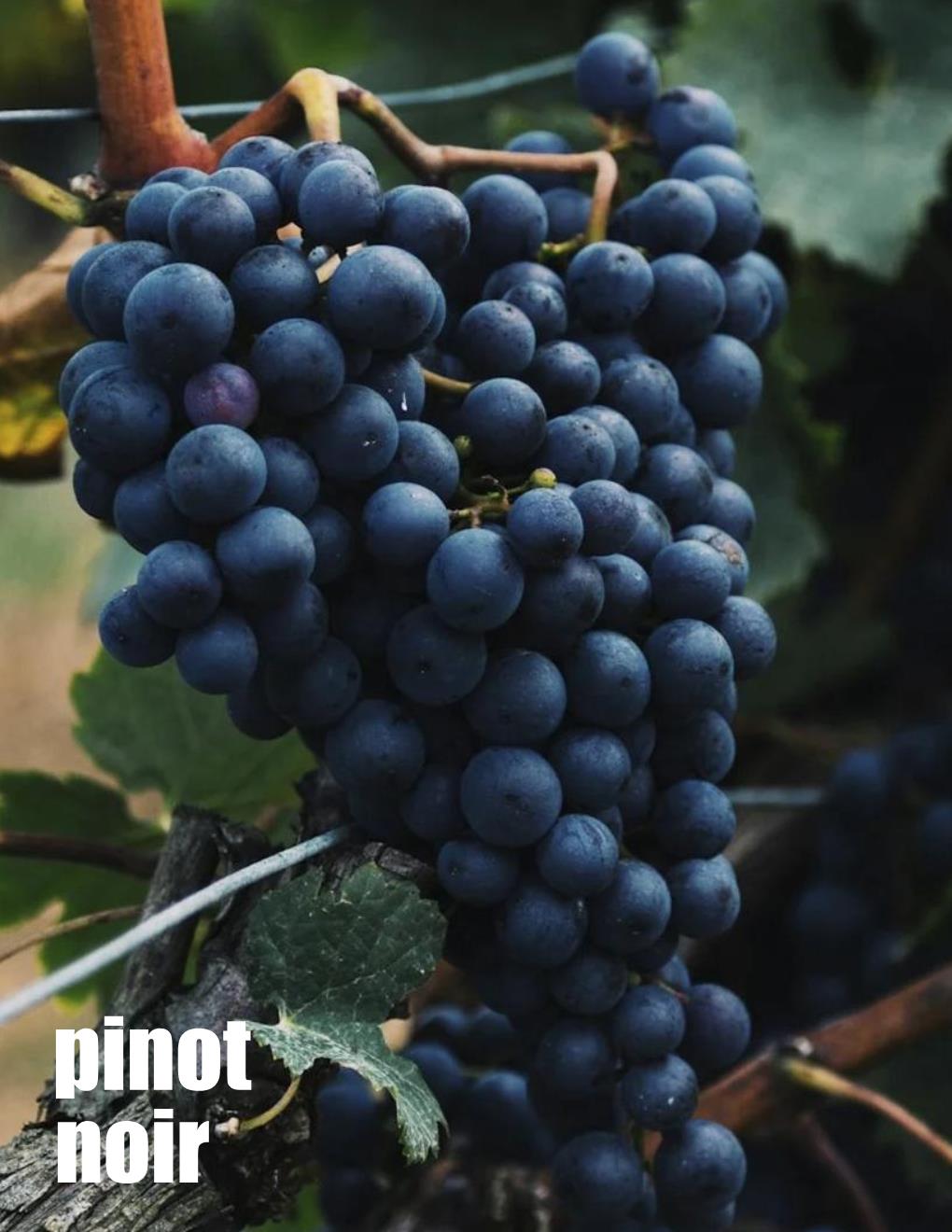 Local Pinot Noir Young Wine sold per gallon (PICK UP ONLY)