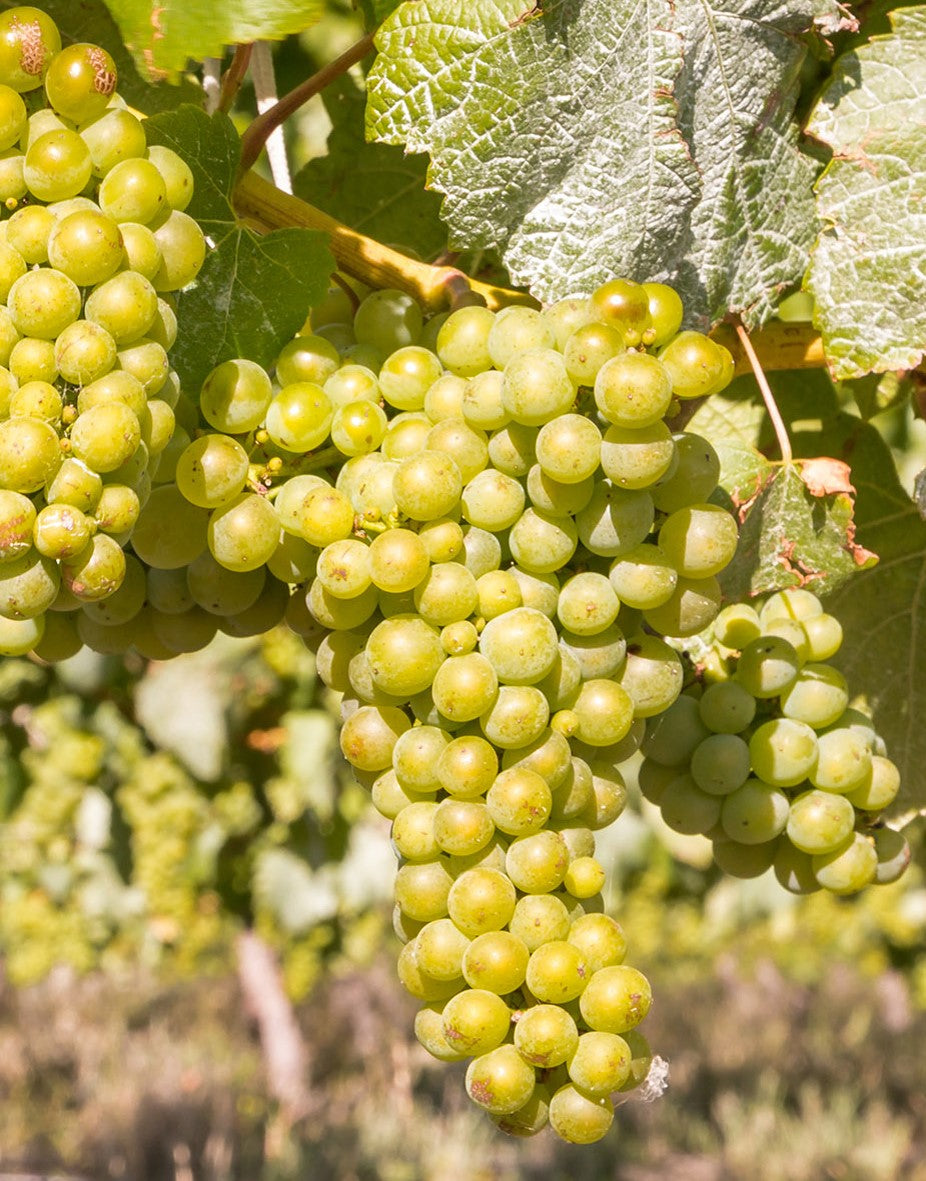 Riesling grapes on the vine