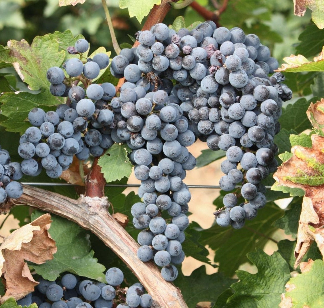 Ruby Cabernet grapes on the vine