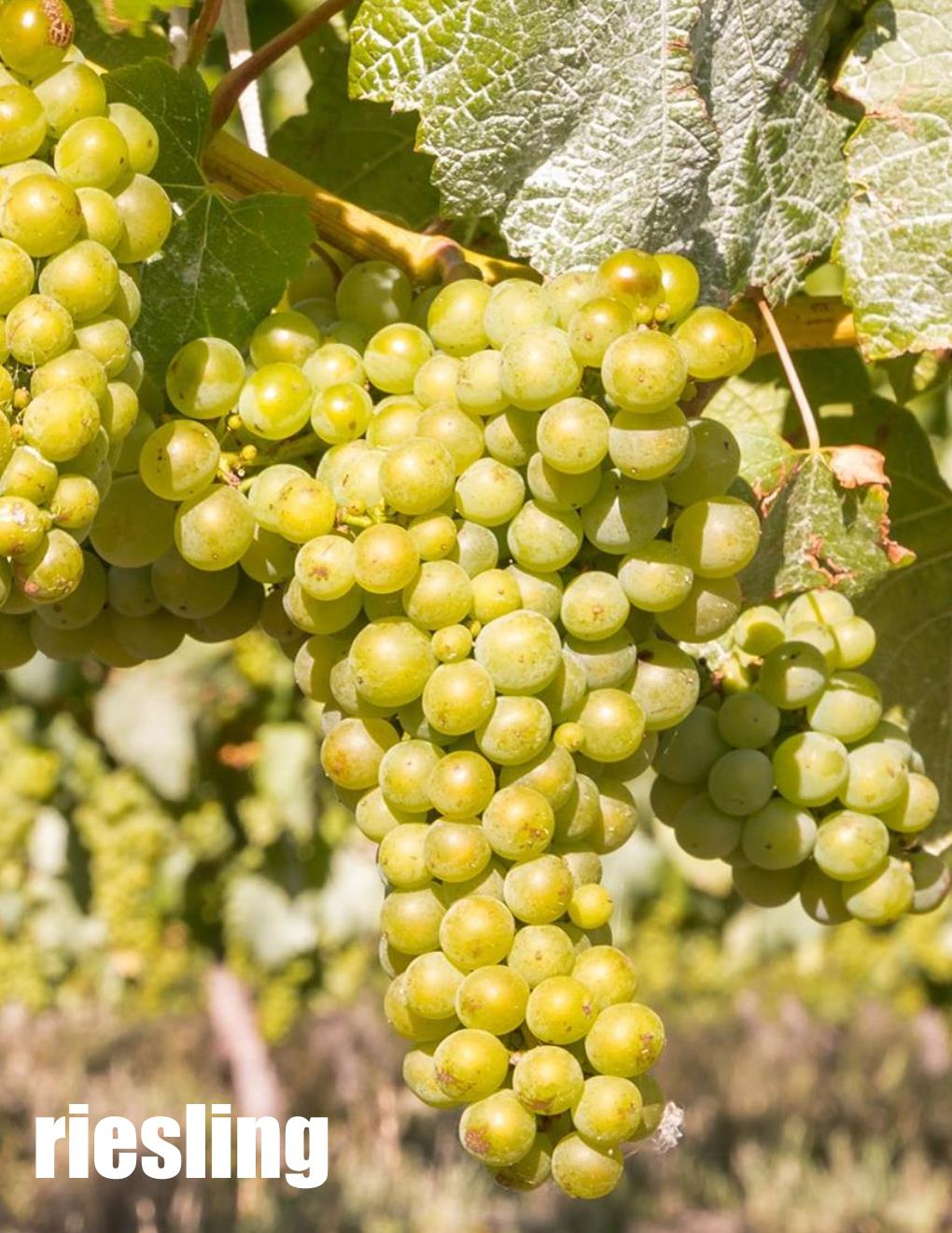 Local Riesling Fresh Juice sold per gallon (PICK UP ONLY)