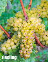 Local Riesling Fresh Juice sold per gallon (PICK UP ONLY)