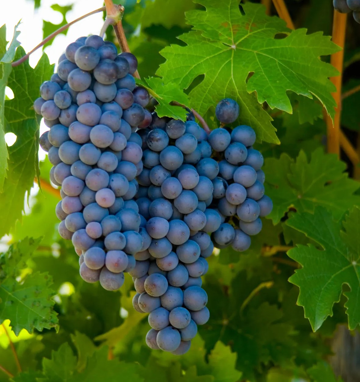 Sangiovese grapes on the vine