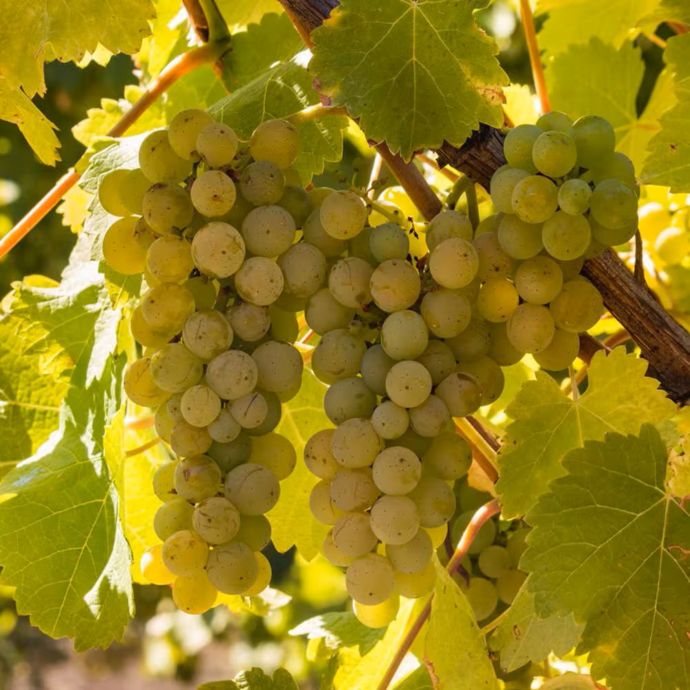 Sauvignon Blanc grapes on the vine