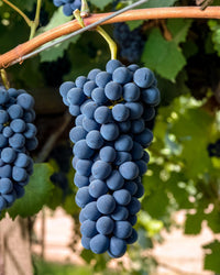 Syrah grapes on the vine