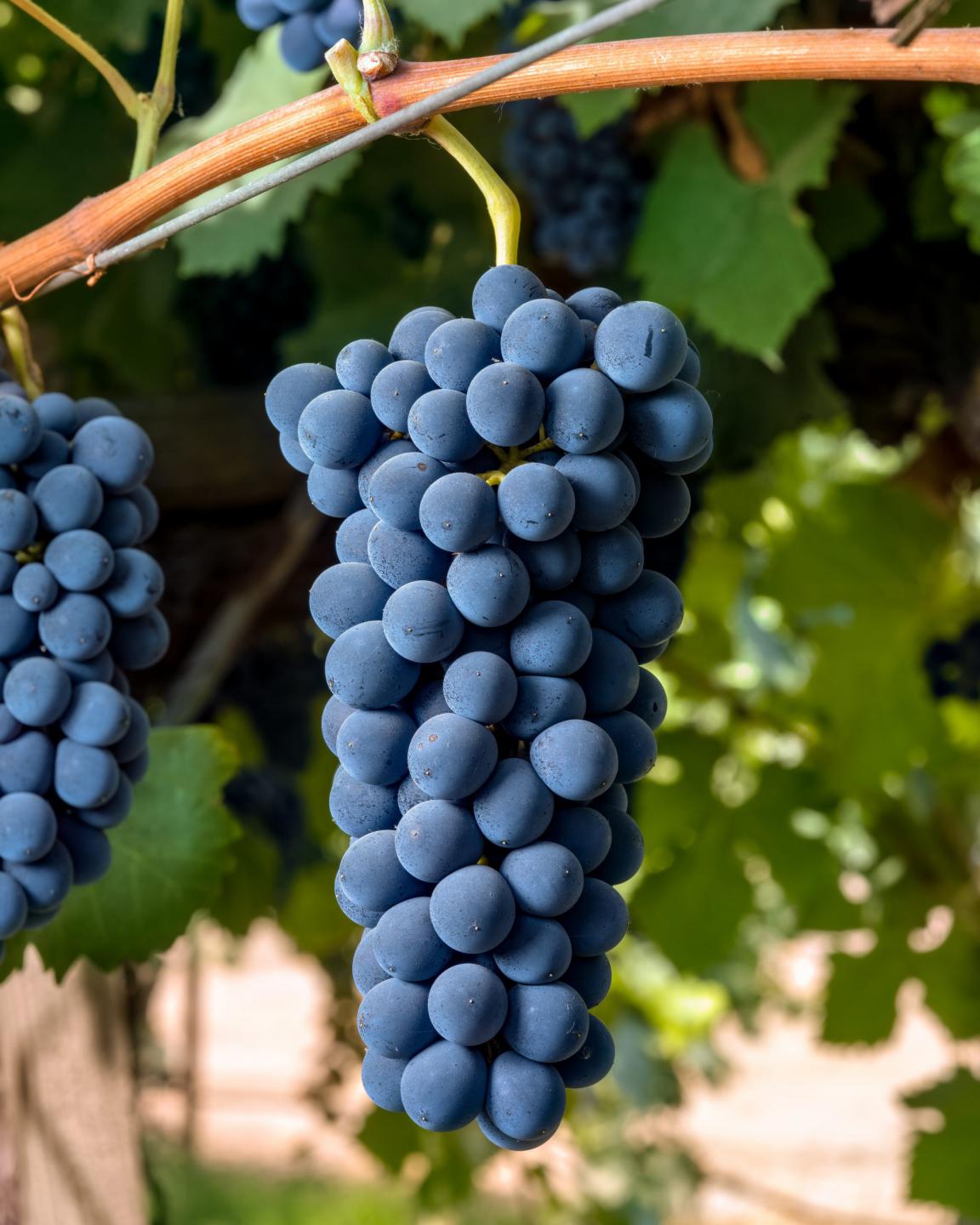 Syrah grapes on the vine