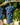 Syrah (Shriaz) grapes on the vine