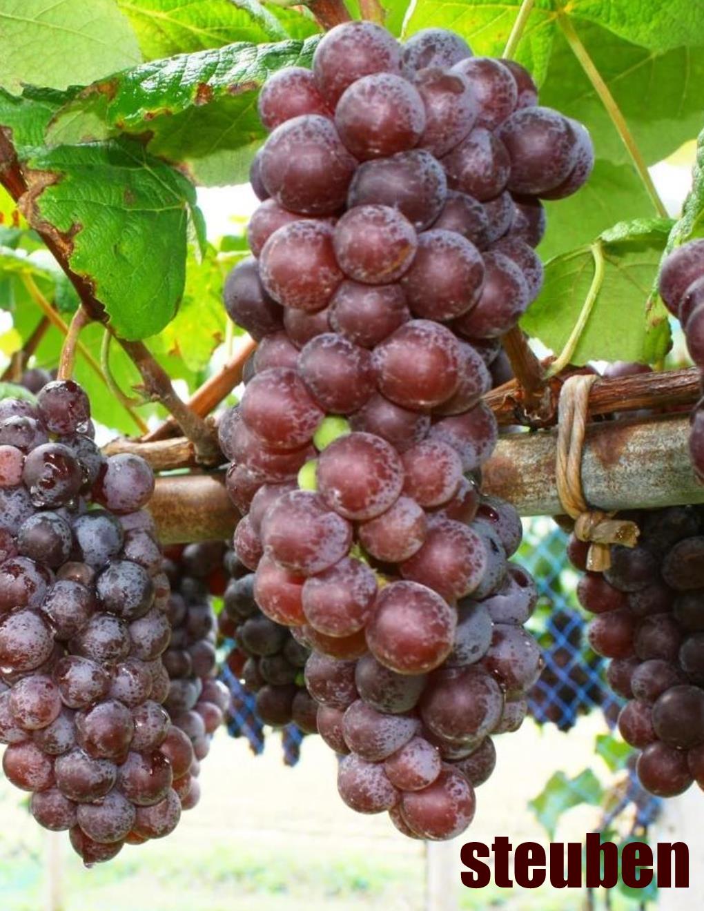Local Steuben Young Wine sold per gallon (PICK UP ONLY)