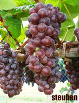 Local Steuben Young Wine sold per gallon (PICK UP ONLY)