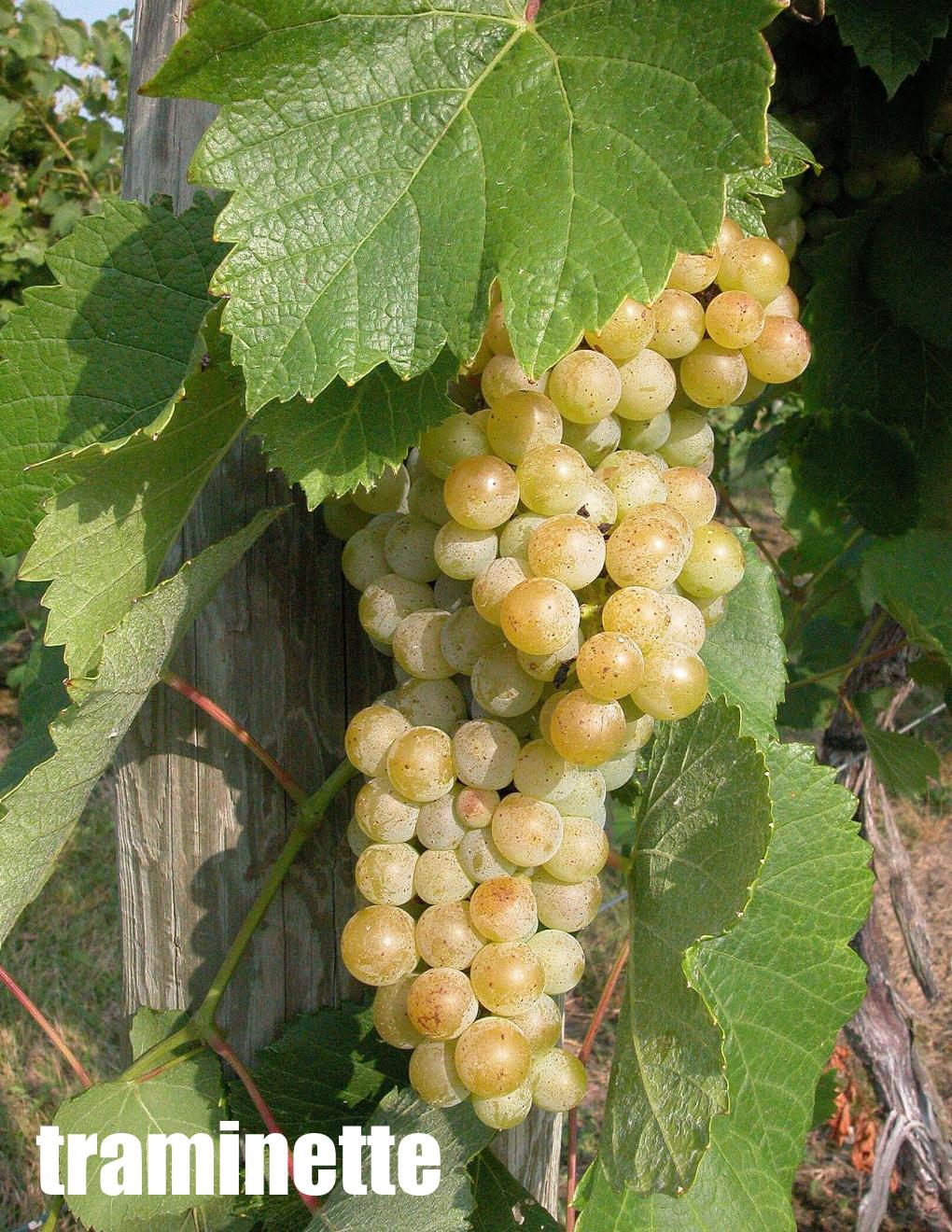 Local Traminette Young Wine sold per gallon (PICK UP ONLY)